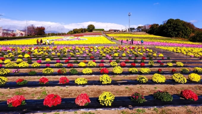 あかぼり小菊の里