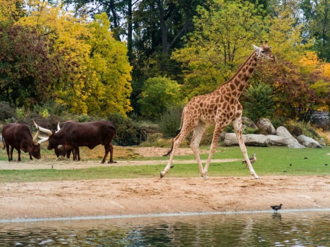 テッドール公園（リヨン）