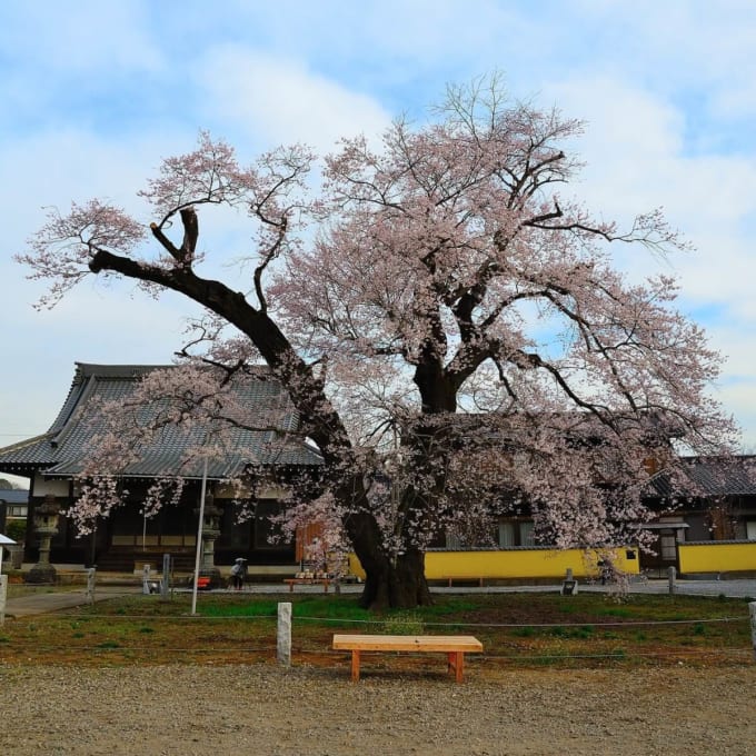 歓喜寺 江戸彼岸桜