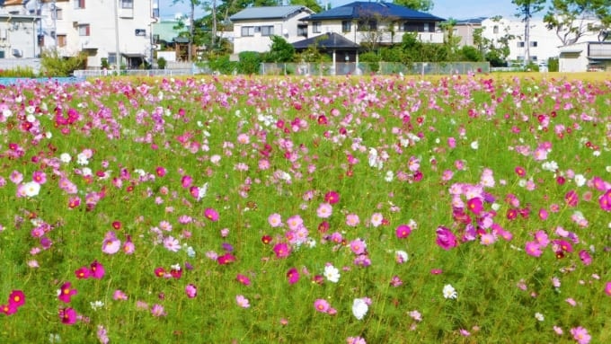 高槻市三島江コスモスロード
