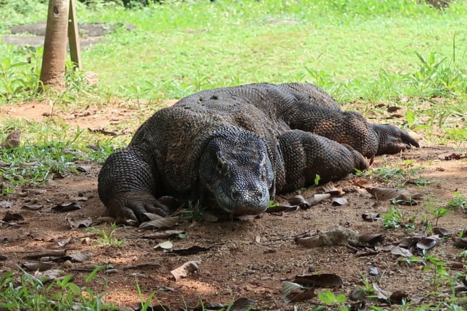 コモドオオトカゲ