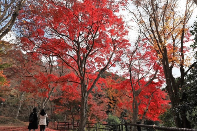 笠置山自然公園の紅葉