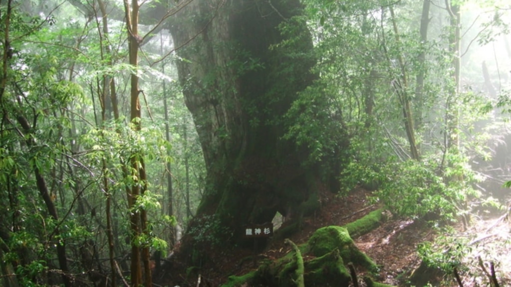 三神杉が見られる屋久島トレッキング・岳参りの益救参道｜龍神杉・雷神杉・風神杉を見る