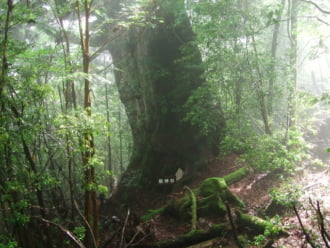 神の名がつく三本の巨大杉。そのうちのひとつが龍神杉