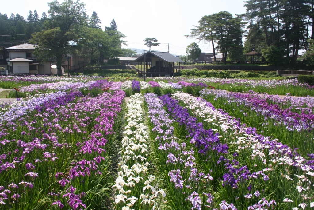 バラエティ豊かで魅力的！山形県長井市でおすすめのお土産4選