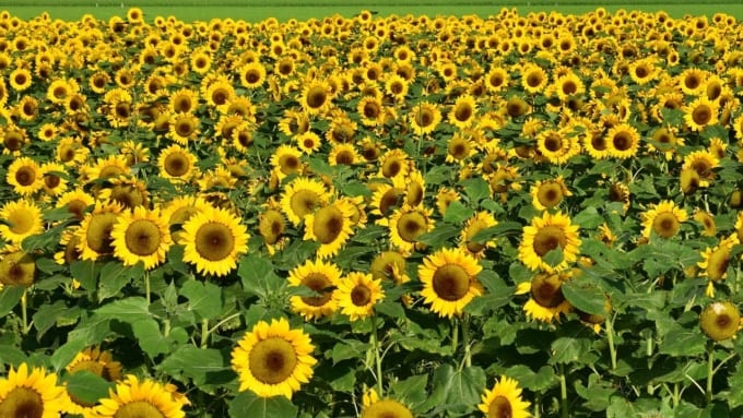 千葉県内のひまわり畑