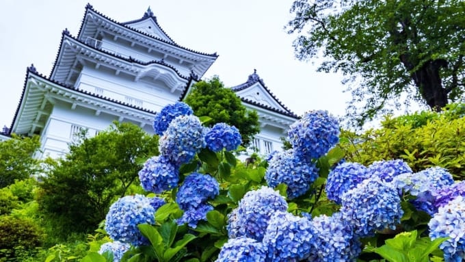 小田原城址公園