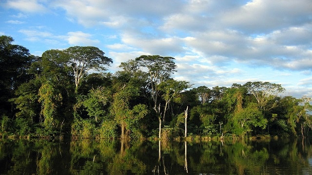 アマゾンの宝石箱　世界遺産サウス－イースト大西洋岸森林保護区群