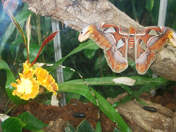 ベルン植物園（スイス）