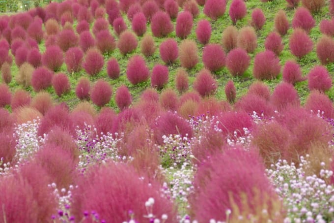 びわこ箱館山 コキアパーク（滋賀県高島市）