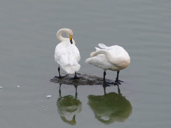 クヴァルケン群島の白鳥