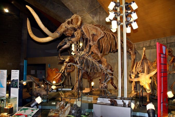 群馬県立自然史博物館