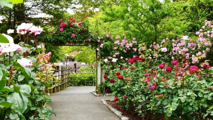 【大磯町】大磯城山公園「旧吉田茂邸地区」のバラ園