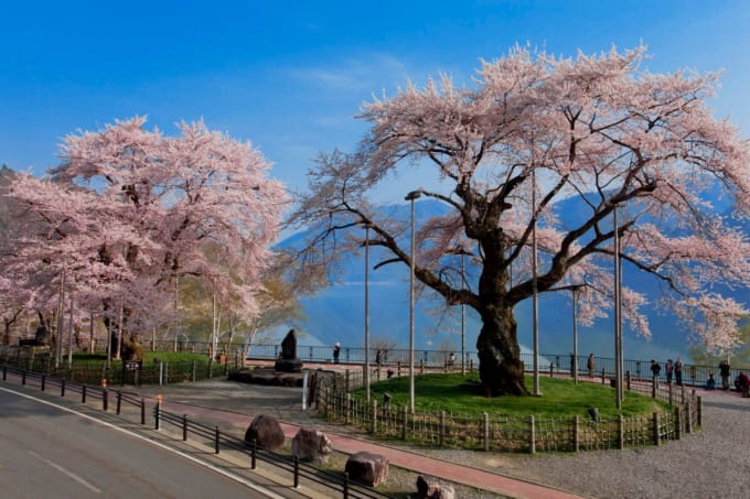 御母衣ダムの荘川桜（岐阜県）