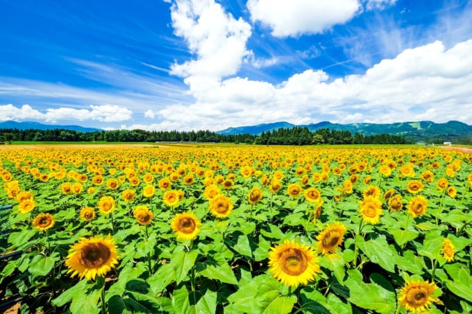 津南ひまわり広場