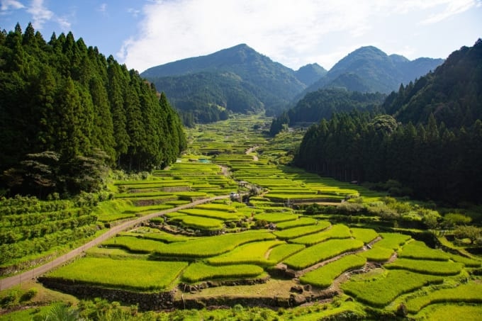 四谷千枚田の画像