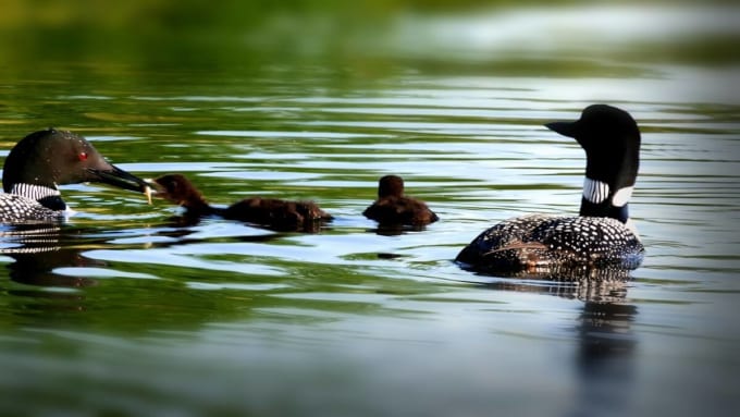 レイクベミジー州立公園