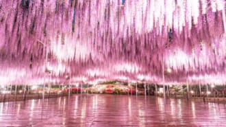 あしかがフラワーパーク