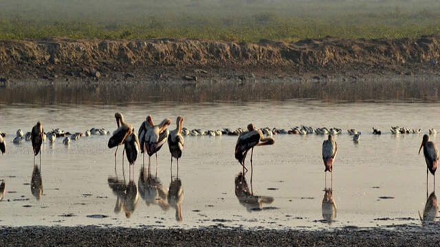 インドに魅惑の都市発見！鳥も集まるジャームナガルの観光スポット5選