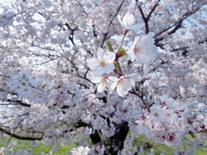 背割堤さくらまつり in はしま