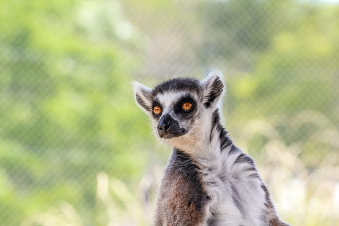 ワオキツネザル