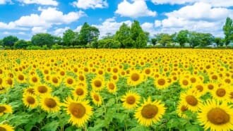 神奈川県座間市にある「座間ひまわり畑」