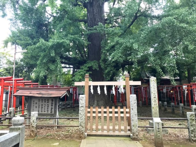 鬼子母神の大イチョウ（東京・池袋）