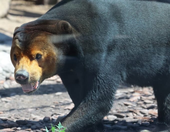 徳山動物園のマレーグマ