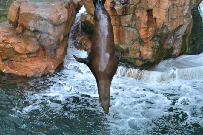 城崎マリンワールド　トドのダイビング（兵庫県豊岡市）
