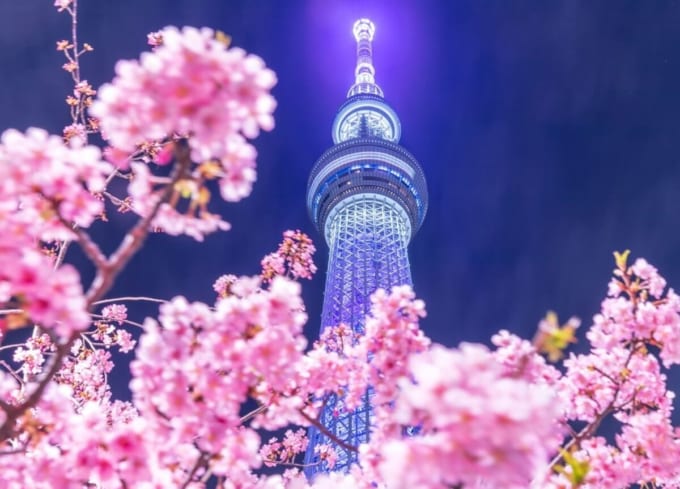 夜桜　河津桜×スカイツリー（東京）