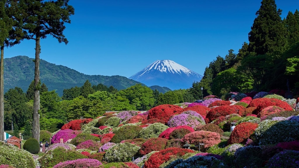 箱根・芦ノ湖畔の小田急山のホテルで2020年4月29日から「つつじ・しゃくなげフェア2020」を開催！