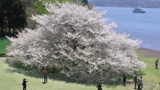 【箱根園】湖畔の一本桜