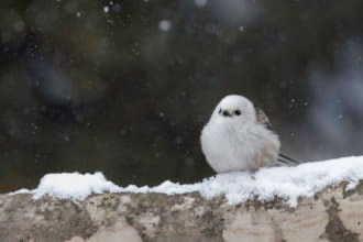 シマエナガ_生息地