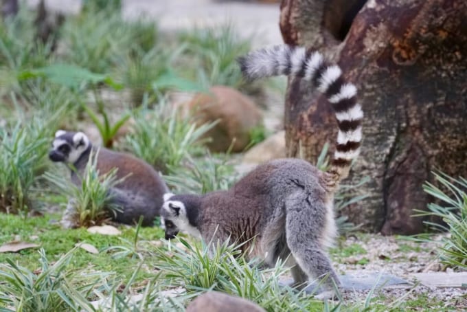 香港動植物公園