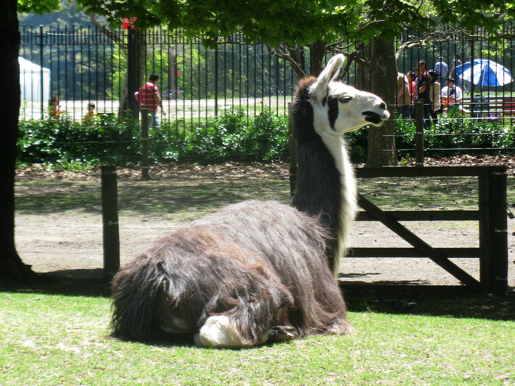 ニューヨークにあるクイーンズ動物園は魅力がいっぱい おすすめ点をご紹介 Skyticket 観光ガイド