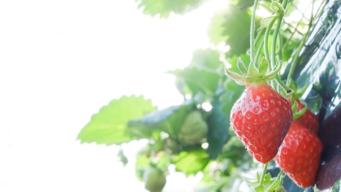 あすかいちご狩りパーク