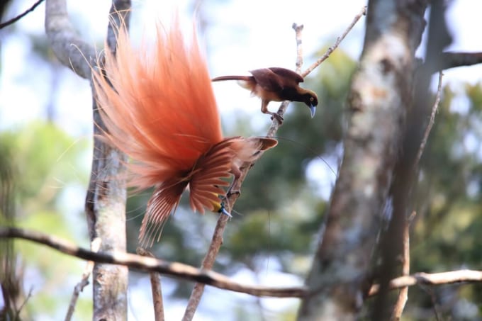 バリラタ国立公園