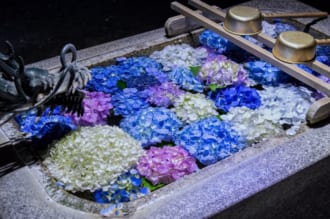 紫陽花手水鉢 さくら市今宮神社