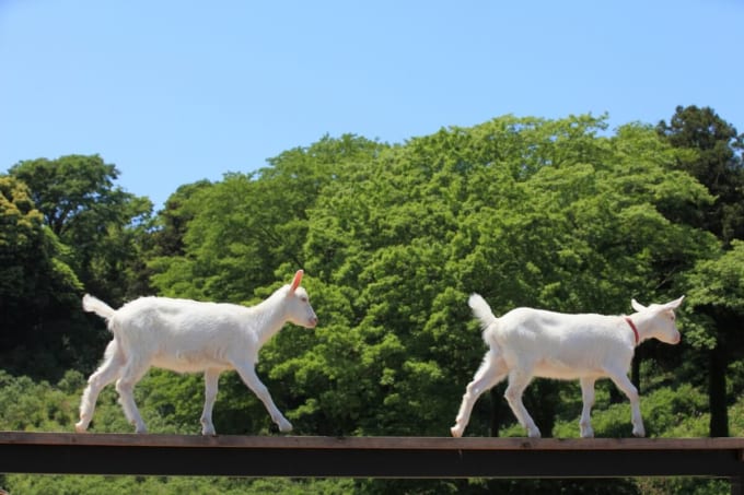 東京ドイツ村　こども動物園