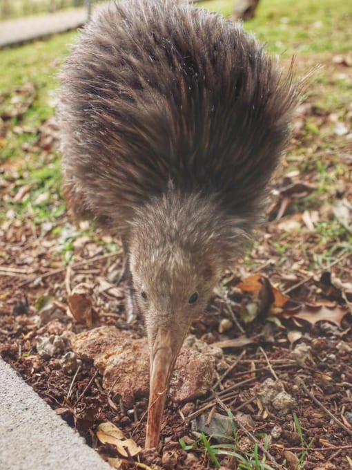 kiwi　キウィ