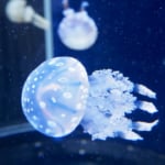 新江の島水族館のタコクラゲ