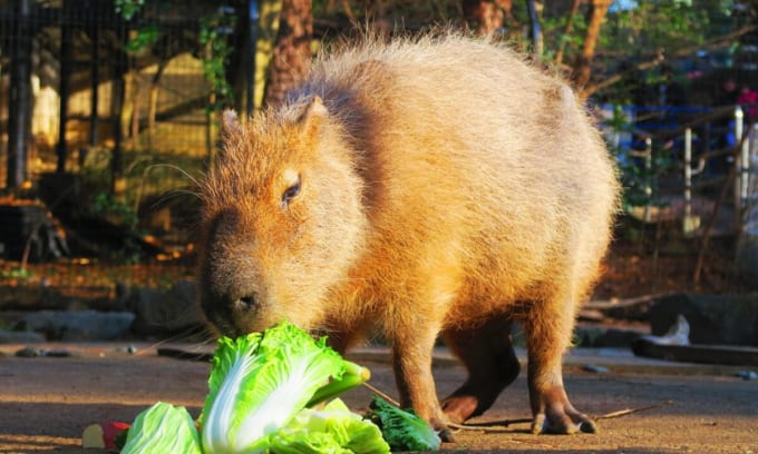 大宮公園小動物園のカピバラ