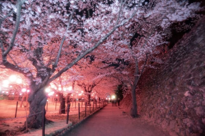 小諸懐古園の夜桜ライトアップ