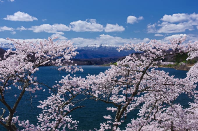 釜房湖畔の桜と蔵王連峰（宮城×春）