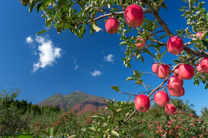 岩木山麓のりんご園