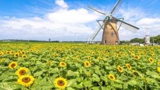 千葉県佐倉市にある「佐倉ふるさと広場 風車のひまわりガーデン」のひまわり