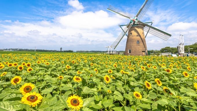 千葉県佐倉市にある「佐倉ふるさと広場 風車のひまわりガーデン」のひまわり