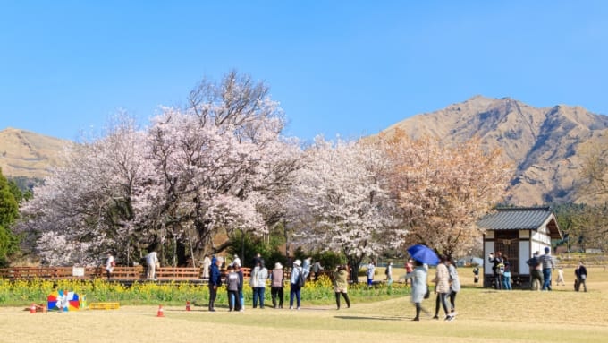 【熊本県】南阿蘇にある一心行の大桜