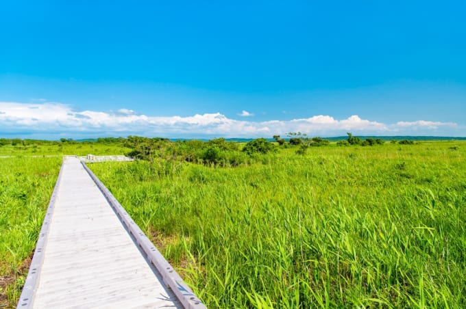 サロベツ原生花園