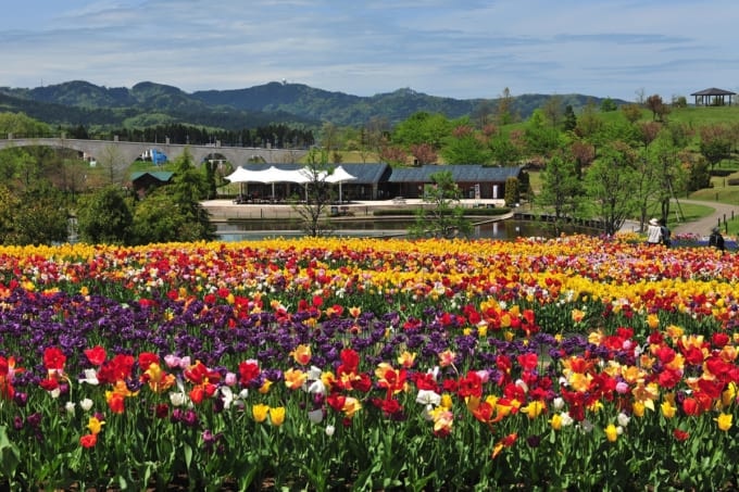 越後丘陵公園のチューリップ